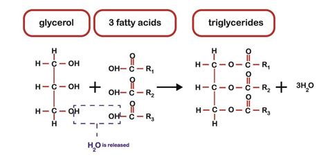 Structure Of Fatty Acid And Glycerol