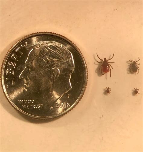 Franklin County Pa Black Legged Tick Nymph The Unseen Lyme Culprit