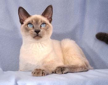 Do you want a tonkinese kitten? Tonkinese - Kittentanz