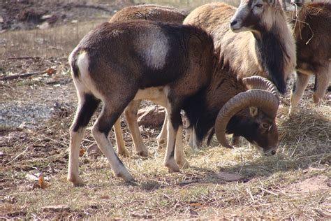 Mouflon And A Corsican Mouflon And Corsican Larry Dowell Flickr
