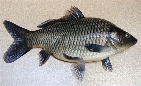 animal klasifikasi ikan mas