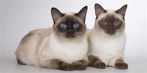 Thai Cat Old Style Siamese Cat Breed Size Appearance And Personality