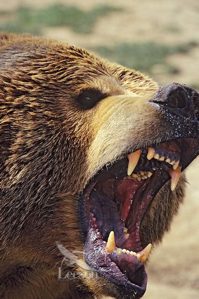 Bear Aggressive Grizzly Bear Ursus Arctos Photo Or Image Tom