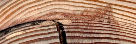 Understanding Fire Scars On Trees Wildfire Today