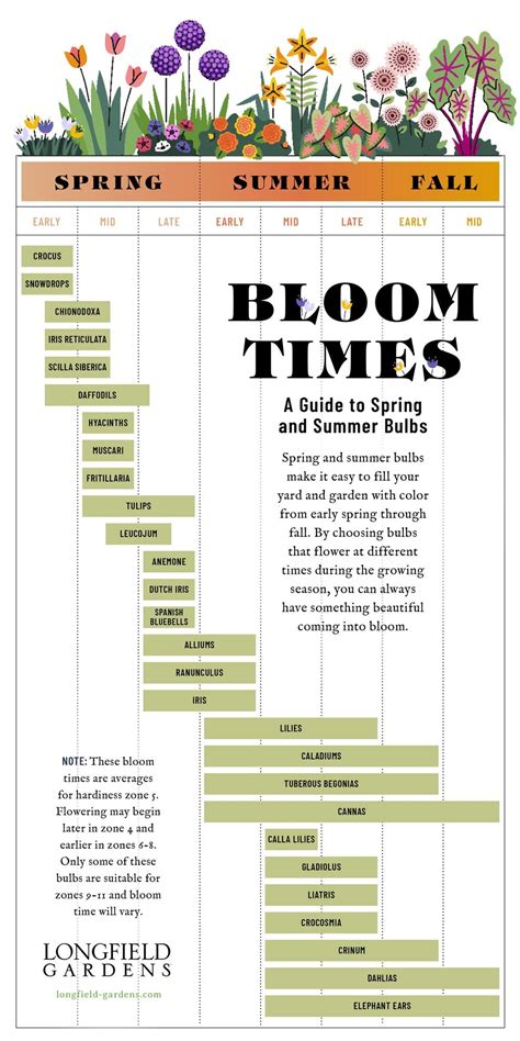 Bloom Time Planning Guide For Spring And Summer Bulbs Summer Bulbs