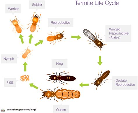 Understanding The Termite Life Cycle Stages Reproduction And Behavior
