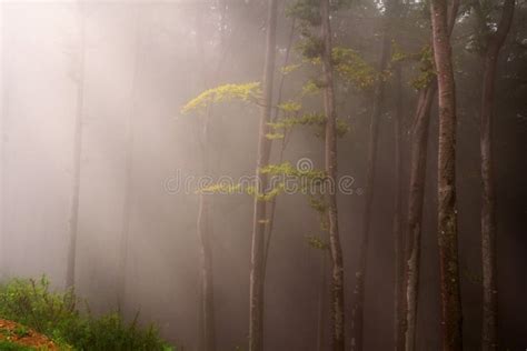 Mystic Forest During A Foggy Day Stock Photo Image Of Beautiful