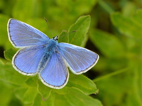 Common Blue Butterfly Conservation