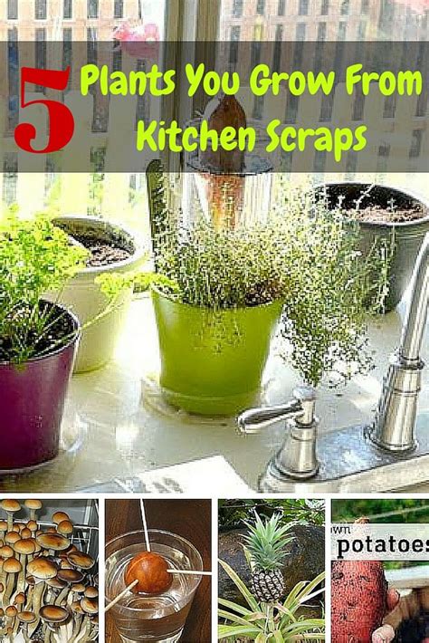 5 Plants You Grow From Kitchen Scraps Gardening Tips Plants