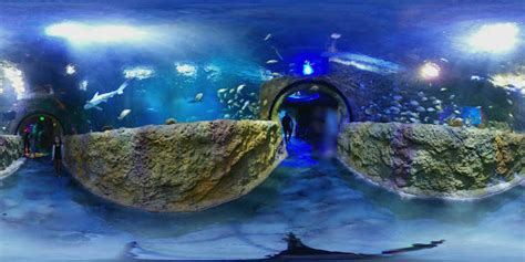 Aquarium Sea Life Orlando Aquarium Reviews And Photos 8449
