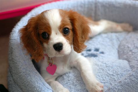 King charles ii was even criticized for placing his dogs above matters of the state. Cavalier King Charles Spaniel Wallpapers Backgrounds
