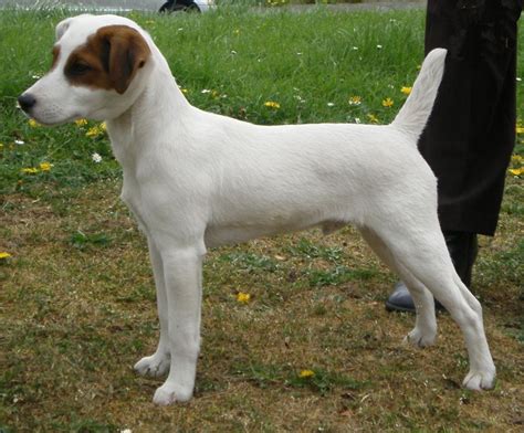 This breed needs a firm, experienced trainer. About Dog Parson Russell Terrier
