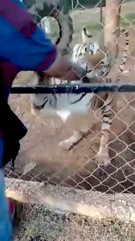 Horrific Video Shows Zoo Worker Mauled By Tiger In Attack That Led To