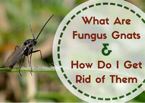 How to identify flying ants. Fungus Gnats: Where Do These Little Flying Bugs Come From ...