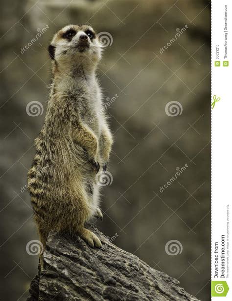 Meerkat Stock Photo Image Of Grey Meerkat Brown Wood 65623210