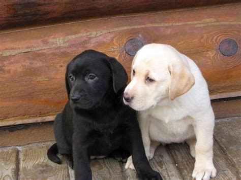 Beautiful Yellow And Black Lab Puppies For Sale In Tillsonburg Ontario