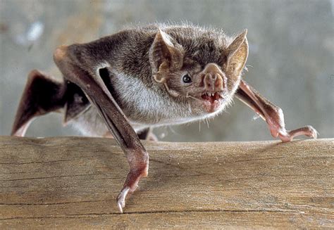 New Study Finds That Vampire Bats Practice Social Distancing And Avoid