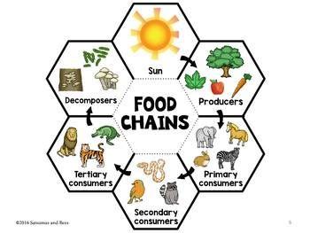 Jun 09, 2021 · gastronomic snobbery aside, science lacked an agreed definition of what junk food actually is, and that has made it difficult to know whether we should be avoiding it and, if so, why. Food chains-Interactive Science Notebook foldable ...