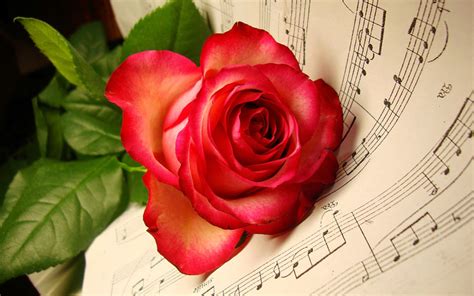 Maybe you would like to learn more about one of these? Red Rose HD Wallpapers For Wide Desktop Laptop Screen ...