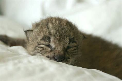 Iberian Lynx Baby Animalia Pinterest