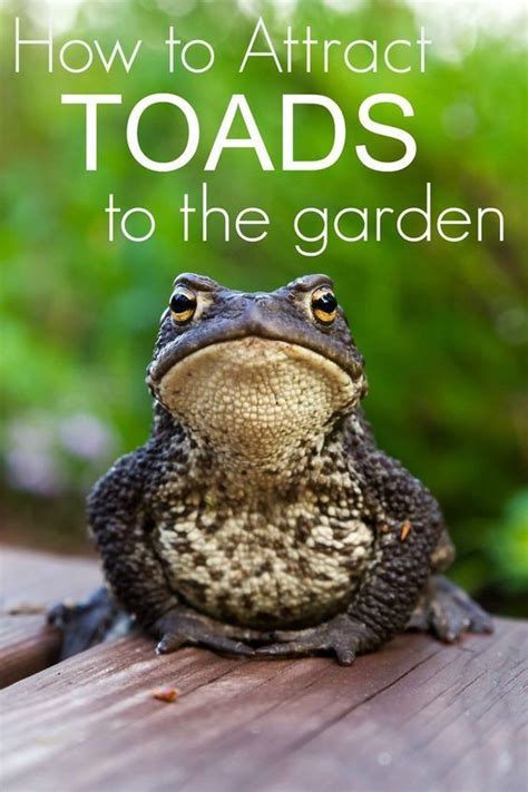 Toads love munching on many of the insects and critters that drive gardeners to distraction. How to Attract Toads to the Garden and Why You Want them ...