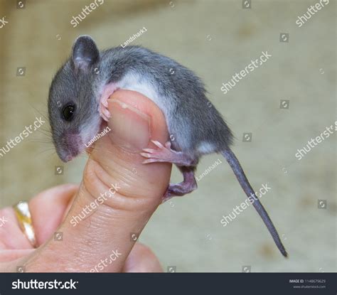 Side View Baby Gray House Mouse Stock Photo 1148679629 Shutterstock