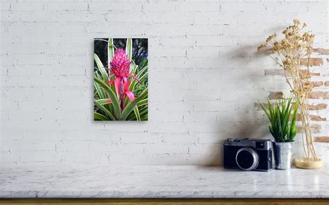 Pink Pineapple Bromeliad Metal Print By Venetia Featherstone Witty