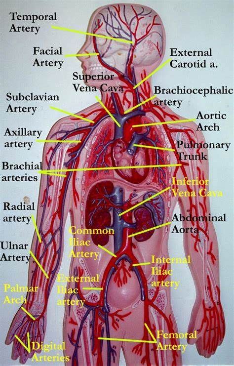 Circulatory System Model Labeled Vascular System Models Arteries