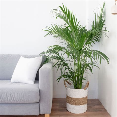 Indoor Palm Trees Types Fresh Wallpaper