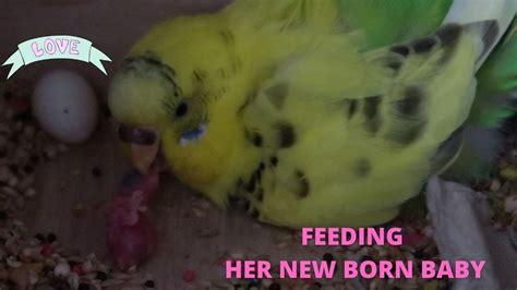 Budgie Feeding Her New Born Baby Youtube