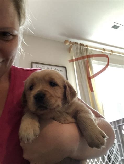 Look at pictures of golden retriever puppies who need a home. Golden Retriever Puppies for Sale in Wilmington, North Carolina