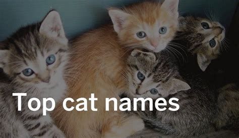 Here Are The Most Popular Cat Names