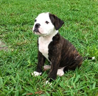 You have the johnson american bulldog, the scott american bulldog, the painter, the old southern. American Bulldog *BULLY TYPE* for Sale in Kissimmee ...