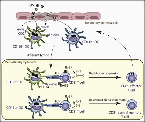Dendritic Cells Decide Cd T Cell Fate Immunity