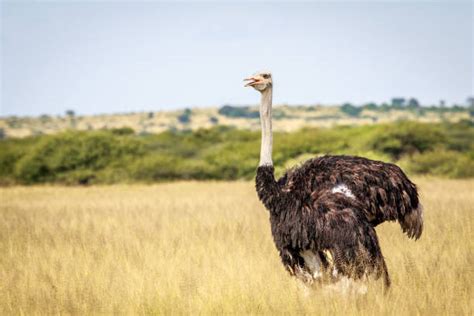 Best Ostrich Head In Ground Stock Photos Pictures And Royalty Free