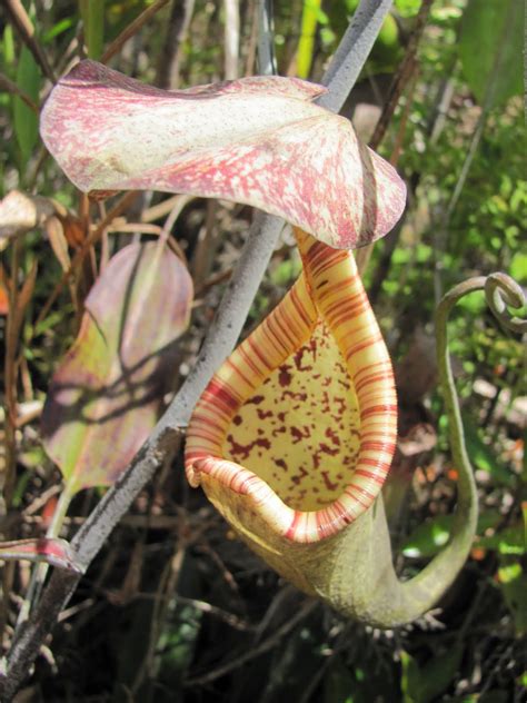 Mark Mcginleys Fulbright In Malaysia Pitcher Plants And