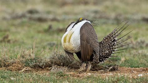 Greater Sage Grouse Grouse Bird Pictures Bald Eagle