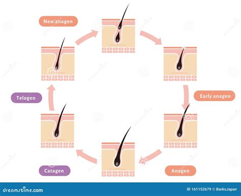 Ilustración Normal Del Ciclo Del Cabello Ilustración Del Vector