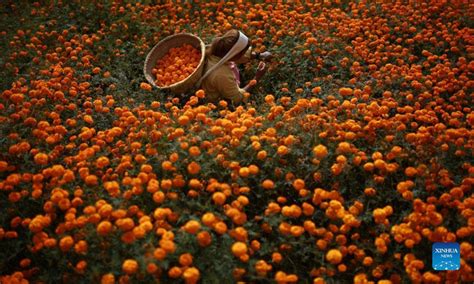 Marigold Flowers Picked Ahead Of Tihar Festival In Kathmandu Nepal