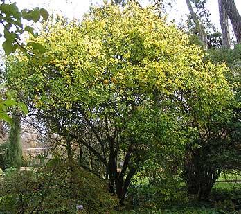 Poncirus trifoliata | Kiefer Nursery: Trees, Shrubs, Perennials