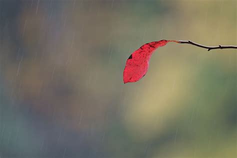 Autumn Leaf In Rain Smithsonian Photo Contest Smithsonian Magazine