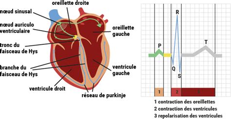 Lactivité électrique Du Cœur Fédération Française De Cardiologie