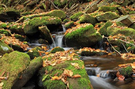 Free Picture Ecology Autumn River Stream Moss Leaf Tree Naturewater