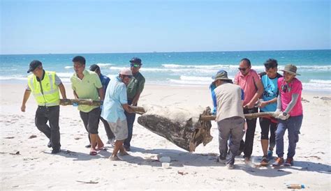 About the wildlife rescue unit. Whale Shark Found Dead From Starvation After Eating a ...