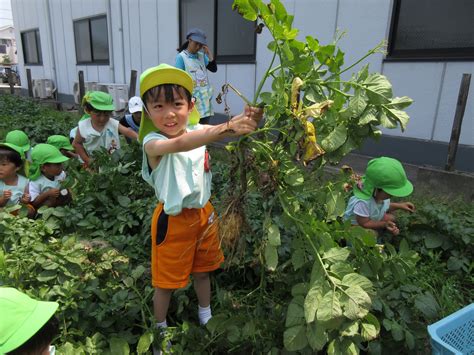 年少・年長 じゃがいも掘り 岡崎市：まこと幼稚園 Blog