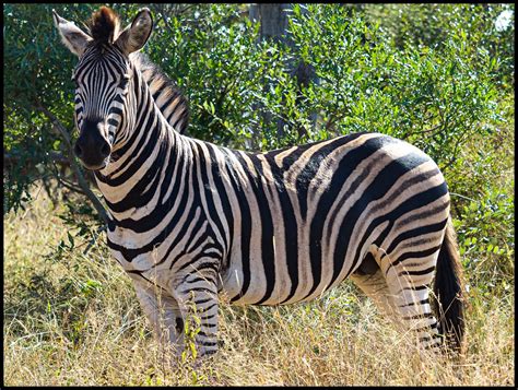 Burchell's Zebra (Equus burchelli) | Burchell's zebra (Equus… | Flickr