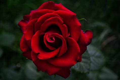 Beautiful Red Rose 4k Ultra Hd Wallpaper Background Image 4608x3072