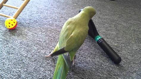 Indian Ringneck Parrot Playing Youtube