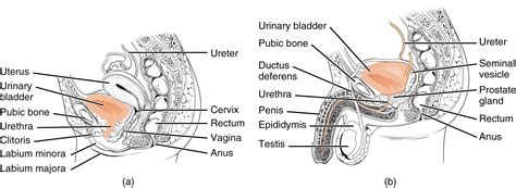 Located between the vaginal opening and the. 25.2 Gross Anatomy of Urine Transport - Anatomy and Physiology