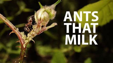 Ants Are Ranchers Ant And Aphid Symbiosis Youtube